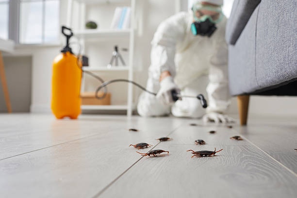 Commercial Kitchen Cockroach Control in North Kingsville